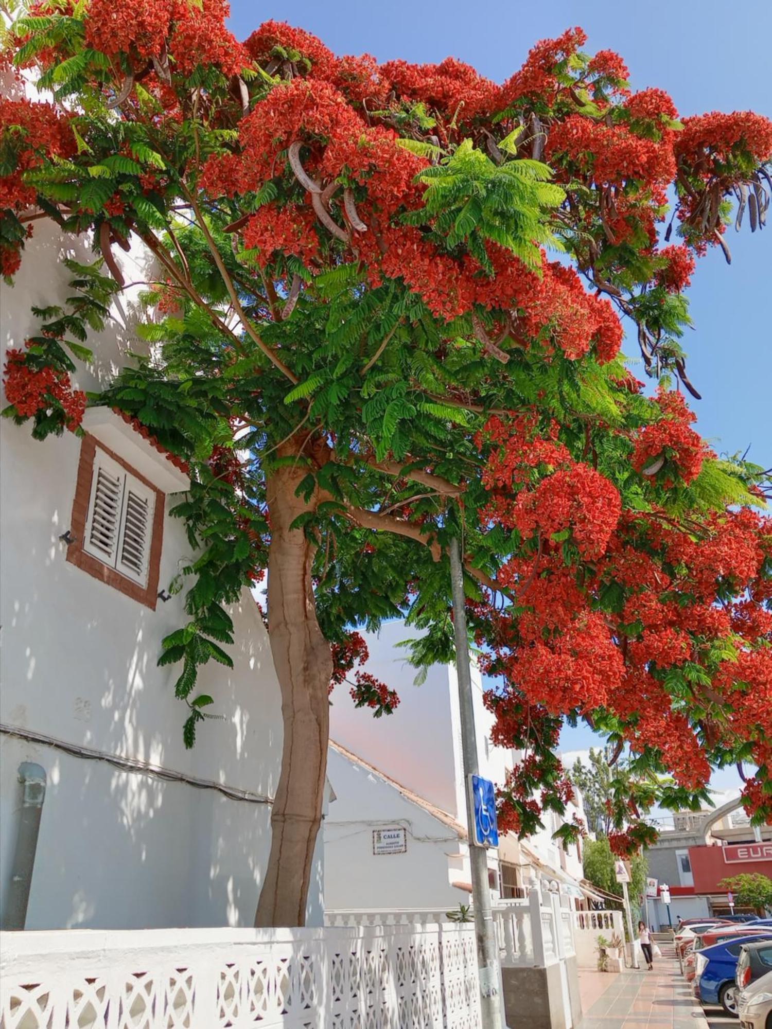 San Bartolomé La Girafe De Las Dunas Solymar מראה חיצוני תמונה